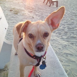 Fundraising Page: Alane Owsiany